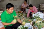 Bắt cây na "đẻ" quả trái vụ, có cây cho nửa tạ quả, nông dân Lạng Sơn thu tiền tỷ