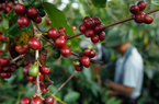 Giá cà phê Arabica tiếp tục giảm sâu do đồng real Brazil suy yếu