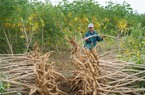 Trung Quốc tăng tốc thu gom 1,24 triệu tấn một loại tinh bột của Việt Nam để làm gì?