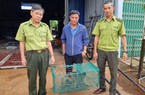 TT-Huế: Dân thành phố liên tiếp bắt được động vật quý hiếm đi lạc