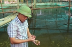 Nuôi ốc đặc sản, lớn con nào thương lái "khuân" đi hết, một nông dân Nam Định lãi tiền tỷ