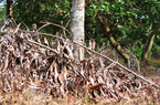 Đồng Nai: Xem xét chuyển hồ sơ cho công an điều tra vụ chặt phá rừng trái phép ở rừng phòng hộ Xuân Lộc