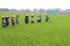 Supe Lâm Thao vững vàng đồng hành cùng người nông dân giữa áp lực phân bón tăng giá