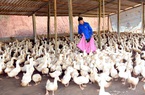 Nguồn vốn Ngân hàng CSXH tạo sức bật giúp nông dân Tuyên Quang làm giàu