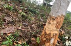 Yên Bái: Xác minh việc thành viên tổ bảo vệ rừng tham gia phá rừng trái phép