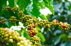 Lo ngại nguồn cung thiếu hụt cùng đồng USD suy yếu kéo giá cà phê tiếp tục tăng vọt