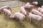 Giá lợn hơi tại miền Bắc tăng mạnh, thị trường tiếp tục "ôm" hy vọng