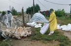 Cúm gia cầm H5N1 xuất hiện trên đàn vịt hơn 2.000 con ở tỉnh Nghệ An