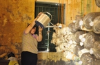 Nông thôn mới Quảng Ninh có nhiều mô hình sản xuất mới nhờ nông dân được học nghề, tập huấn kỹ thuật