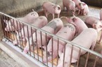 Thị trường lợn hơi đón tín hiệu mới, lợi nhuận từ chăn nuôi lợn sẽ cải thiện trong năm 2023?