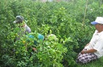Còn lâu mới đến Tết, ấy nhưng thương lái đã dập dìu trong vườn trồng thứ cây cảnh này của nông dân Phú Yên