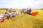 Indonesia dự kiến sẽ phải nhập 500.000 tấn gạo dự trữ quốc gia, cơ hội cho gạo Việt