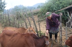 Hỗ trợ bò ở Sa Pa: UBND tỉnh Lào Cai chỉ đạo nóng