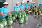 Ngày mai, Việt Nam chính thức xuất khẩu lô bưởi đầu tiên sang Mỹ