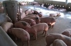 Giá lợn hơi trung bình vẫn không vượt được ngưỡng 54.000 đồng/kg