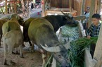 Nuôi trâu, bò nhốt chuồng, nông dân Sơn La có "Của ăn, của để"