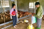 Tín dụng Ngân hàng CSXH giúp hộ nghèo Bố Trạch, tỉnh Quảng Bình đầu tư chăn nuôi, trồng trọt vươn lên khá giàu