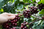 Nhu cầu tiêu thụ cà phê sẽ khó hồi phục trong năm tới?