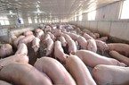 Thị trường lợn hơi đầu tuần có vẻ bất ổn, xuất hiện vài tỉnh tăng giảm trái chiều