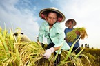 Làm giàu bền vững từ cây lúa qua cuộc thi "Triệu phú Nông gia Bayer 2022-2023"