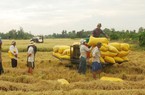 Gạo Việt chạm mức cao nhất của hơn 1 năm, liệu có "cơn sốt" giá mới?
