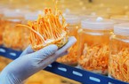 Quy trình sản xuất đông trùng hạ thảo trong nhà máy