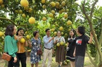 Lục Ngạn: Phát triển vùng cây ăn quả gắn với du lịch sinh thái