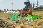 Chuyển động Nhà nông 3/11: Hàng chục ha hành, kiệu ở Bình Định chết rụi bất thường