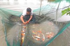 TP.HCM chuyển dịch cơ cấu nông nghiệp: 1 đồng hỗ trợ lãi vay có thêm 14 đồng đầu tư