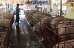 Video: Tái cơ cấu ngành chăn nuôi heo, góp phần chuyển dịch cơ cấu nông nghiệp đô thị