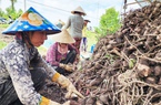 Huyện nông thôn mới trồng khoai lang sản lượng lớn nhất ĐBSCL, thu nhập bình quân đạt 51 triệu/người/năm