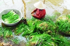 Ít ai ngờ loài cỏ dại ở miền Tây bỗng "vươn mình" trở thành “kho vàng” trong mùa nước nổi 