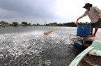 Loài cá mới đây còn khiến nông dân miền Tây khốn khổ, càng nuôi càng lỗ, nay cho lãi tới 1,7 tỷ/ha