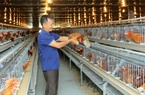 Một nông dân Bắc Ninh mạnh tay chi tiền tỷ xây chuồng lạnh nuôi gà