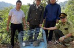 TT-Huế: Người dân liên tiếp giao nộp động vật hoang dã quý hiếm cho lực lượng kiểm lâm 