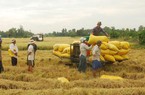 Giá gạo Ấn Độ giảm xuống mức thấp nhất 2 tháng, gạo Việt tiếp tục "lên đỉnh"
