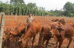 Nông dân Bà Rịa - Vũng Tàu thành triệu phú nhờ có vốn Ngân hàng Chính sách xã hội đầu tư nuôi bò