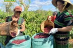 Tỉnh Đắk Nông có diện tích trồng cà phê bao nhiêu ha, cà phê tỉnh này đang xuất khẩu đi bao nhiều quốc gia?