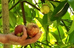 Loại trái cây mang tên "Nữ Hoàng" đang bán với giá 100.000 đồng/kg nhưng nông dân Quảng Nam vẫn kém vui