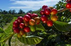 Giá cà phê quay đầu giảm "sốc", dự báo về vụ thu hoạch ở Việt Nam đang diễn ra