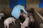 Bộ NNPTNT yêu cầu tiêm phòng vaccine dịch tả lợn châu Phi theo hướng dẫn của Cục Thú y