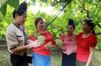 Nữ tỷ phú mát tay trồng những trái na to bự ở Sơn La, mỗi năm thu 1 tỷ từ trồng trọt, chăn nuôi