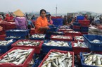 Cảng cá Nghi Thủy ở Nghệ An, trên trời dưới cá tôm, còn con ruốc chất đống ngồn ngộn không đếm xuể