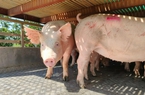 Giá lợn hơi tiếp tục biến động nhiều chiều, tăng giảm khó lường