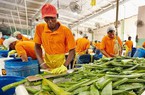 Nhà máy chế biến hàng triệu tấn nha đam mỗi ngày ở Mỹ