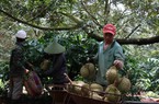 Để nông sản Việt rộng đường vào Trung Quốc: Cần minh bạch hóa thông tin