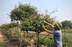 Vùng đất này ở Hà Nam, nông dân làm vườn mẫu trồng hoa hồng, bước vô thấy thơm ngào ngạt