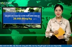 Bản tin Dân Việt Nóng ngày 11/12: Giá rau xanh tăng mạnh do thời tiết khắc nghiệt