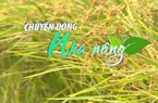 Chuyển động Nhà nông 11/12: Giá gạo Việt Nam tăng tuần thứ ba liên tiếp, lên gần mức cao của 16 tháng