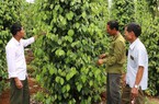 “Cánh tay nối dài” đưa tín dụng của Ngân hàng CSXH giúp nông dân Đăk Nông vượt khó